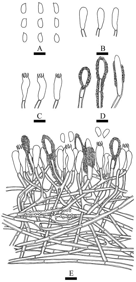 Four New Fungal Species in Forest Ecological System from Southwestern China