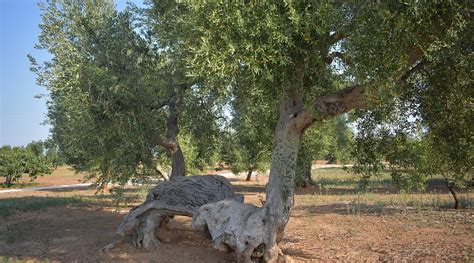 LAMACUPA (Fasano, Italy - Puglia) - Farmhouse Reviews, Photos, Rate ...