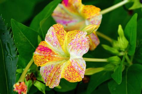 30 Facts About Flower - Facts.net