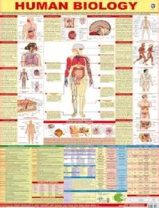Human Biology Chart Paper Print - Educational posters in India - Buy ...