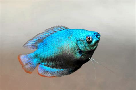 Bildergebnis für powder blue gourami