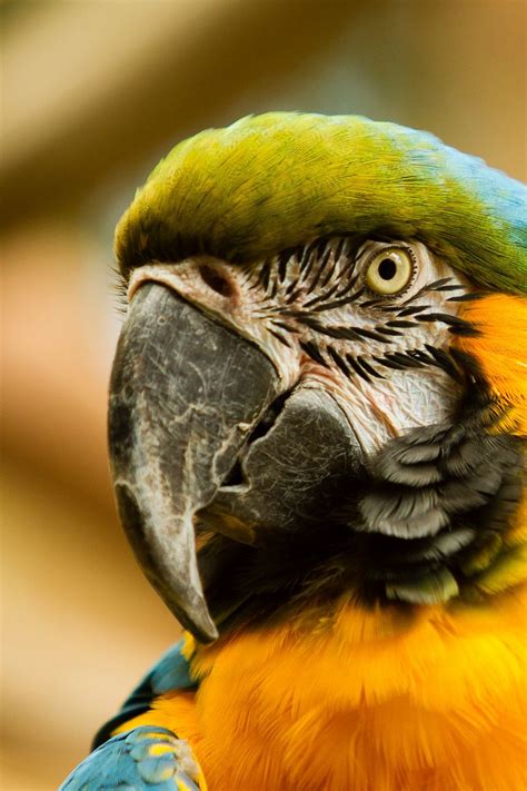 Download wallpaper 800x1200 macaw, beak, parrot, bird iphone 4s/4 for ...