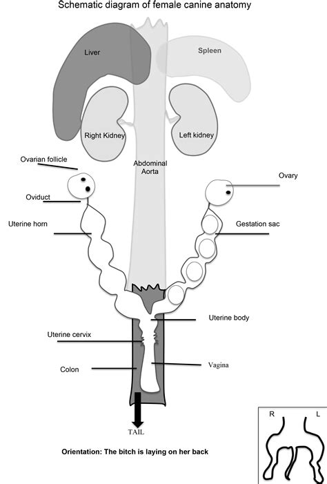 Chapter 3: Female Canine Reproductive Anatomy & Hormones – Animal ...