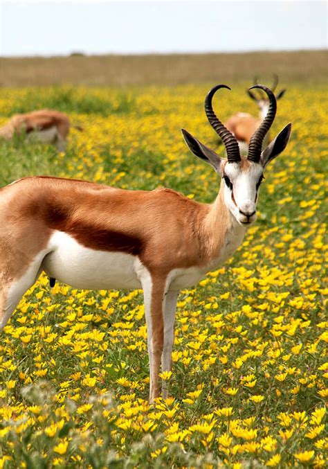 Image result for Springbok No. 1