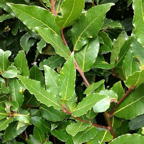 Bay laurel Care (Watering, Fertilize, Pruning, Propagation) - PictureThis