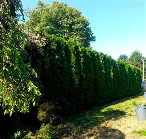 Tree Pruning Portland 的图像结果