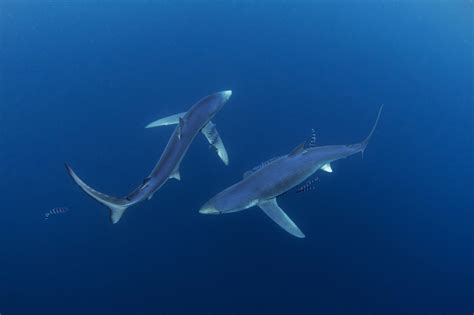 Popular animal myths that you probably still believe