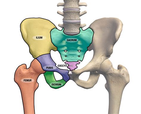 How To Say Pelvis In Spanish at Tyree Wilkins blog