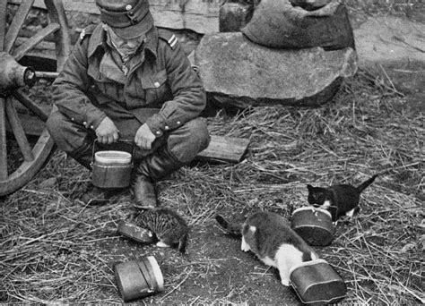 World War II in Pictures: Cats in World War II
