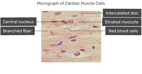 Image result for Cardiac Muscle Labelled Diagram