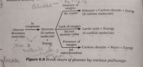 With the help of a schematic flowchart show the breakdown of glucose in ...
