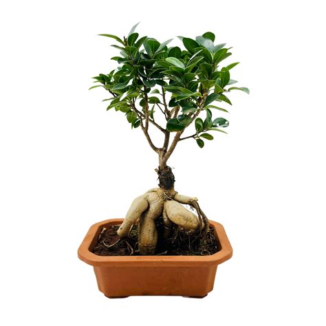 Bonsai Ficus (Grafted - Ficus retusa)- Live Plant in 16cm Pot (Home ...