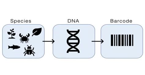 Image result for DNA Barcoding