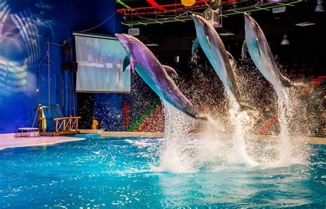 Dubai Dolphinarium: Dolphin Shows, Swims, And Family Fun