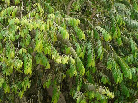 Tree Plantation in India – Grow Billion Trees
