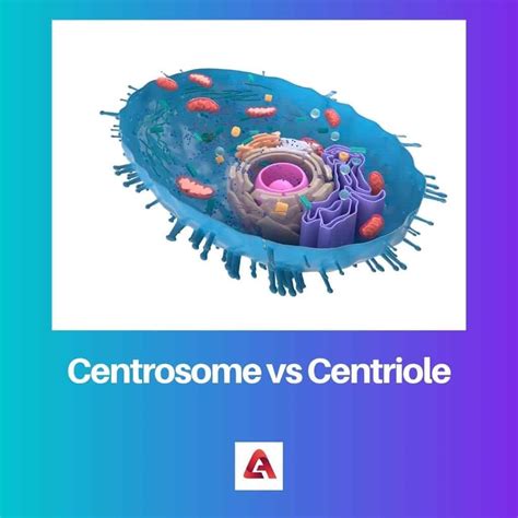 Centrosome vs Centriole: Difference and Comparison
