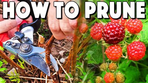 How to Trim Raspberry Bushes in Spring 的图像结果