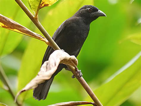 Red-crowned Malimbe - eBird