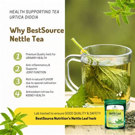 Nettle Leaf Herb (Nettle leaves from Kashmir) – BestSourceNutrition.com