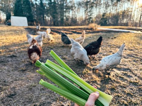 Can Chickens Eat Celery? Is Raw or Cooked Best?