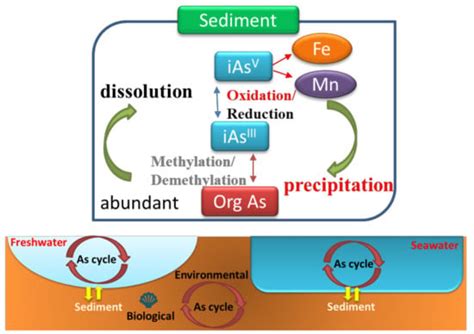 Arsenic Occurrence and Cycling in the Aquatic Environment: A Comparison ...