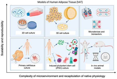 Human Adipose-Derived Stromal/Stem Cell Culture and Analysis Methods ...