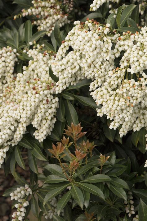 Enchanted Forest® River Nymph™ Pieris | Monrovia plants, Plant catalogs ...