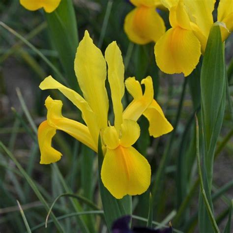 Iris hollandica 'Stronggold' - buy Irises at Coolplants
