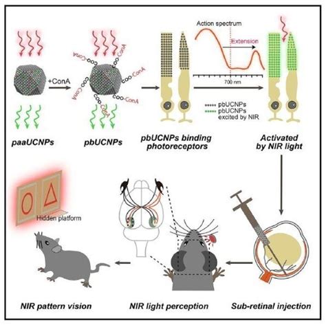 Night vision superpower: Nanoparticles allow mice to see in the dark ...