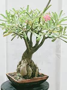 Adenium/Desert Rose Healthy Origenal Bonsai Flower Live Plant,(Pack Of ...