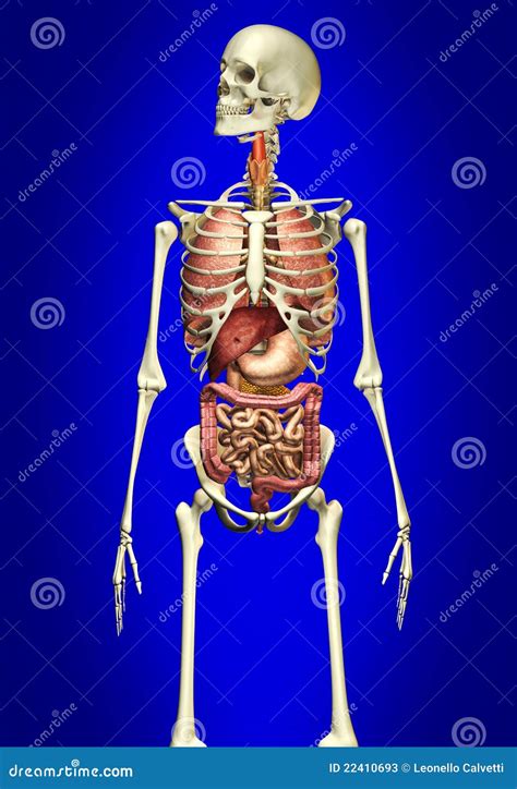 概要内部人的器官 库存例证. 插画 包括有 艺术, 器官, 男性, 医生, 人员, 笼子, 头骨, 题头 - 22410693