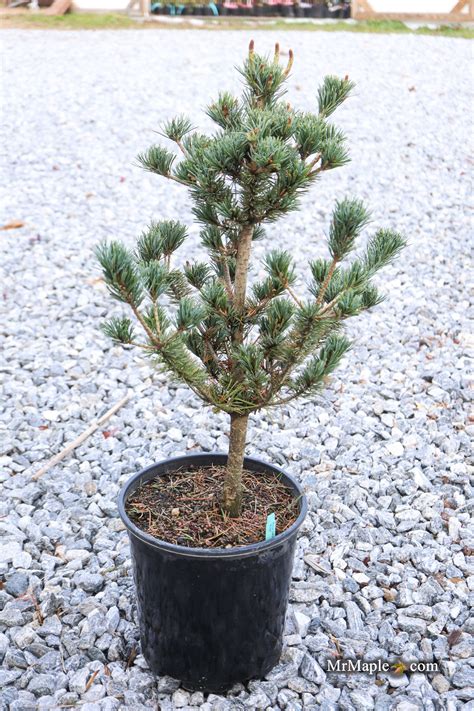 Buy Pinus parviflora 'Baldwin' Dwarf White Pine — Mr Maple │ Buy ...