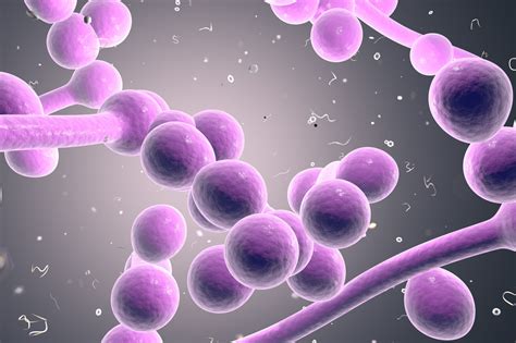 听菌说 | 白色念珠菌：一览疾病危害与潜在新疗法