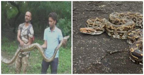 Rare 20-Foot-Long Indian Rock Python Has Been Rescued In Mount Abu ...
