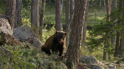 Wolverine Animal HD Wallpapers - Top Free Wolverine Animal HD ...