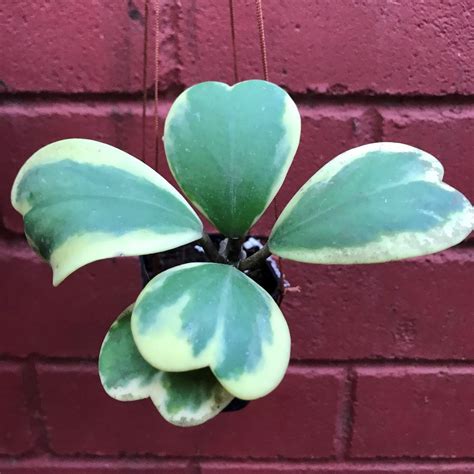 Hoya Kerrii Albomarginata – Heart Leaf Succulent Plant