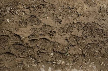 Ground Loop Currents 的图像结果