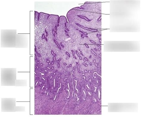 Endometrium Diagram | Quizlet