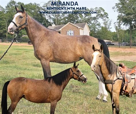 Kentucky Mountain Saddle Horse Merrie 6 Jaar 152 cm Buckskin in ...