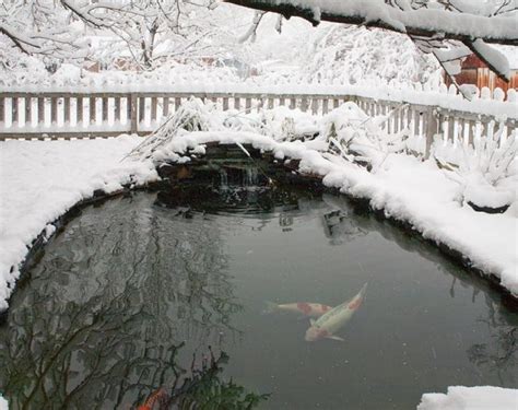 鱼类冬天会冬眠吗？鱼类是冷血动物?_真问网