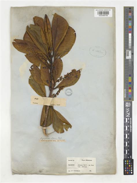 Symplocos obtusa var. obtusa | Plants of the World Online | Kew Science
