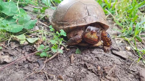 Image result for Box Turtle Homes