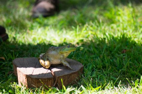 Image result for Frog Jumping Contest