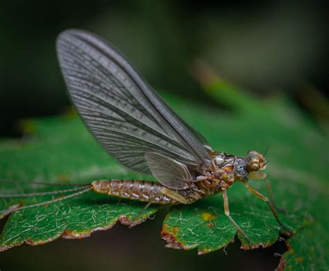 Pig Dogs Training 的图像结果