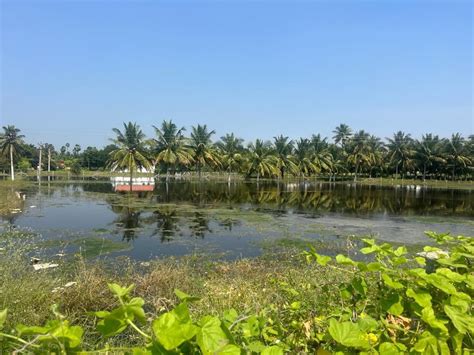 Rainwater yet to drain in Vellakoil, residents worried