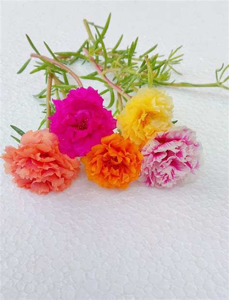 Cypress Portulaca Grandiflora/Purslane Live Plant (3 colours) with ...