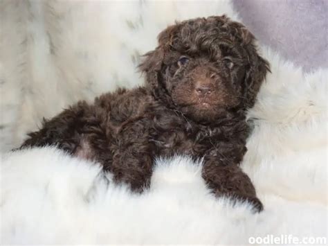 Image result for Chocolate Cockapoo