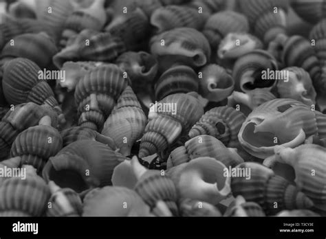 Image result for Small Shells