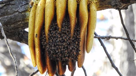 Bee Nest