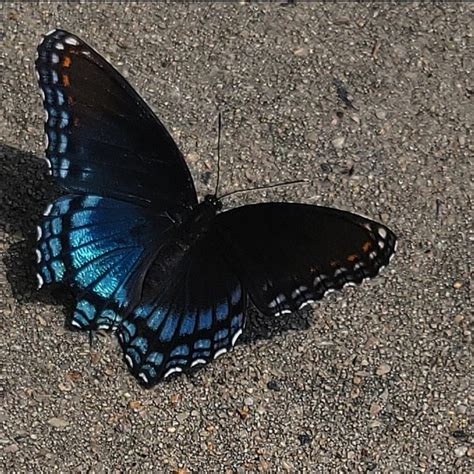 Blue and Black Butterfly